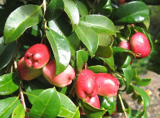 Read more about the article BRUSH CHERRY Syzygium australe (Southern Form)