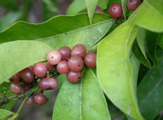 Read more about the article PINK-FRUITED LIME BERRY Glycosmis trifoliata