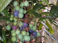 Read more about the article QLD DAVIDSON’S PLUM (Ooray) Davidsonia pruriens